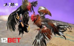 Lợi ích khi nhận ưu đãi của 12bet