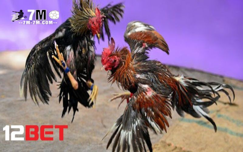 Lợi ích khi nhận ưu đãi của 12bet