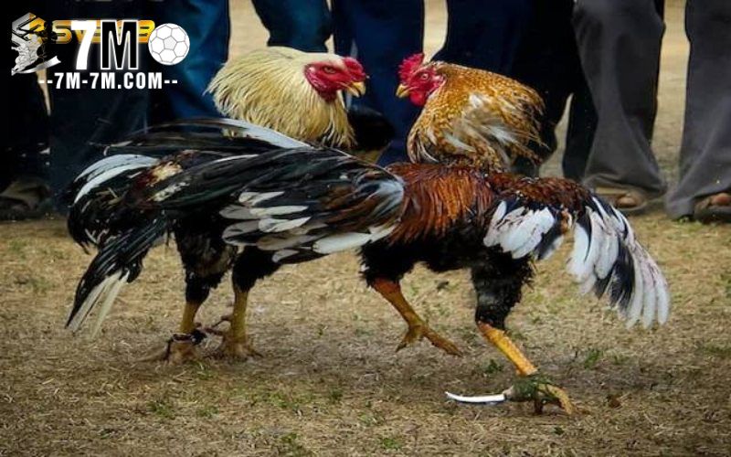 Quy định cơ bản trong thi đấu đá gà cựa dao tre Quy định cơ bản trong thi đấu đá gà cựa dao tre