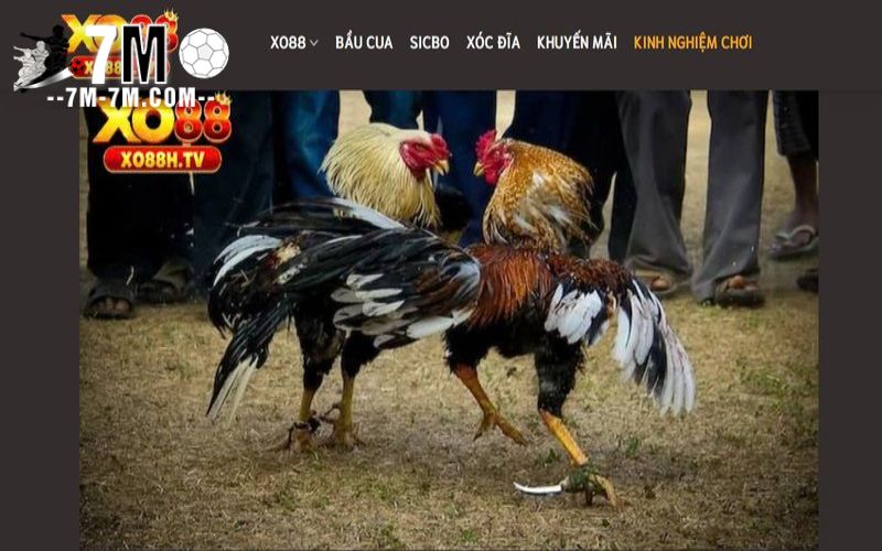Nhiều sảnh game nên chơi Nhiều sảnh game nên chơi