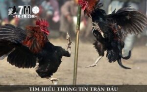 Mẹo chơi cá cược đá gà trực tuyến Sabong67 hiệu quả hơn